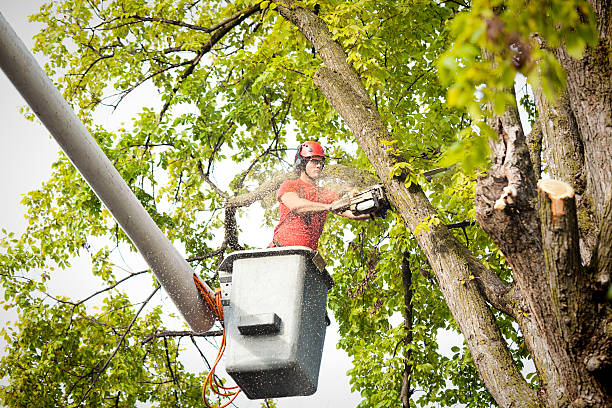 Best Tree Cabling and Bracing  in Flemington, NJ